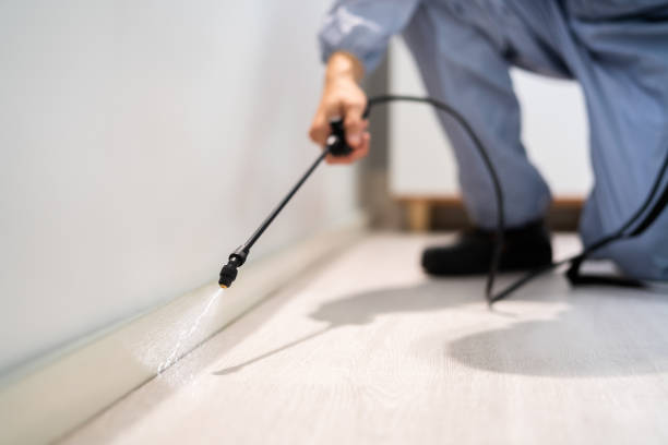 Certified termite inspector examining foundation in Forest Hills